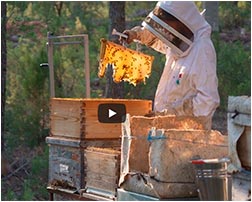Video tutorial 2: Apicultura Natural: el futuro de los pequeños propietarios